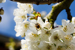 Online-Vorträge zur Demeter-Bienenhaltung – Michael Weiler