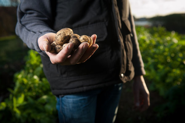 Kartoffeln anbauen: Vom Pflanzen bis zur Bratkartoffel