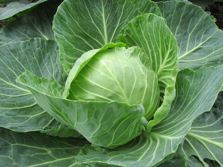 Sauerkraut selbst machen: Salzmenge, Gärzeit und zwei Rezepte