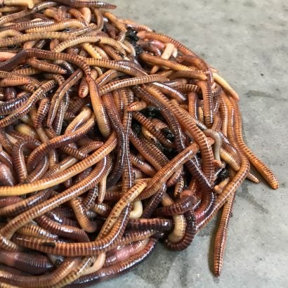 Large compost worms
